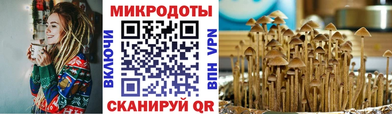 Купить где  Козловка  Псилоцибиновые грибы Psilocybe 